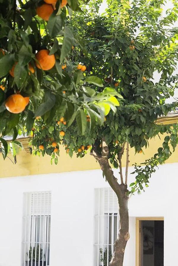Apartamento Costasol Córdoba Eksteriør billede